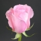 Троянда Кріста - Фото 3