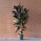 Ficus Gemengd - Photo 2