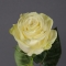 Троянда Мондіаль - Фото 2