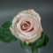 Троянда Квік Сенд - Фото 4