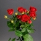 Троянда Ред Ванесса спрей - Фото 1