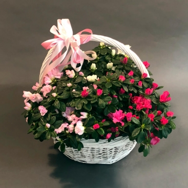 Корзина азалий