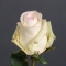 Троянда Альба - Фото 3