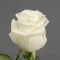 Троянда Плая Бланка - Фото 3