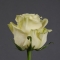 Троянда Мондіаль - Фото 3