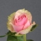 Троянда Атена - Фото 1