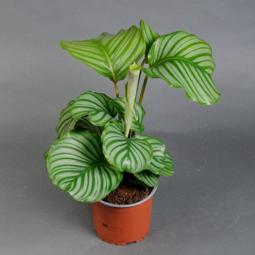 Calathea 80 cm high