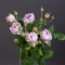 Троянда Лавендер Бабблз - Фото 3