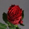 Троянда Родос - Фото 2
