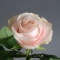 Троянда Пома Роса - Фото 2