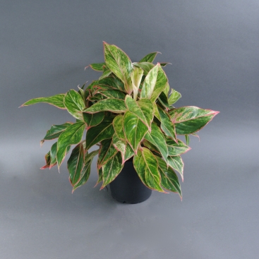 Аглаонема Баттерфляй