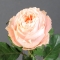 Rose Crown Princess - Photo 1