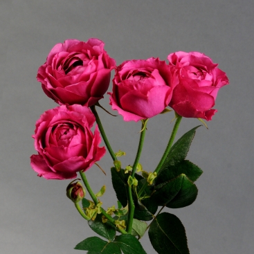 Троянда Річ Бабблз стандарт