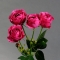 Троянда Річ Бабблз стандарт - Фото 1