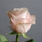 Троянда Пома Роса - Фото 6