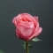 Троянда Пінк Експрешн - Фото 1