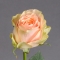Троянда Гравіті - Фото 1