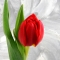 Tulip pion-shaped red - Photo 1