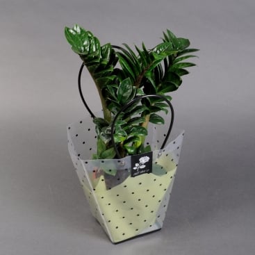 Zamioculcas in a gift bag