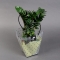 Zamioculcas in a gift bag - Photo 1