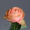Троянда Кахала - Фото 7