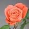 Троянда Корал Експрешн - Фото 3