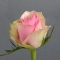Троянда Атена - Фото 2
