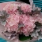 Bouquet of hydrangeas Tender cloud - Photo 3