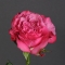 Троянда Кантрі Блюз - Фото 1