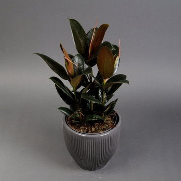 Фикус Эль Мелани