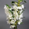 Орхідея Дендробіум - Фото 2