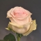 Троянда Рівайвел Світ - Фото 1
