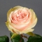 Роза Фрутетто  - Фото 1