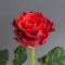 Троянда Ель Торо - Фото 3