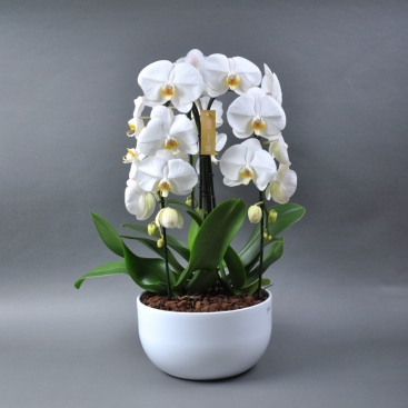 Phalaenopsis Crown wit-wit Keram 3 Branch