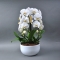 Фаленопсіс Phalaenopsis Crown wit-wit Keram 3 Tak - Фото 1
