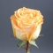 Rose Camel - Photo 4