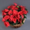 Basket with 5 poinsettias - Photo 2