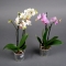 Орхидея Фаленопсис мини 2 ветки - Фото 1