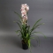 Орхидея Цимбидиум - Фото 3