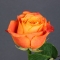 Троянда Атомік - Фото 2