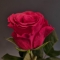 Троянда Такаци Ред - Фото 5