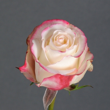 Роза Свитнес