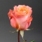 Троянда Корал Ріф - Фото 2