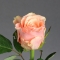 Троянда Такаци Пінк - Фото 1