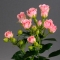 Троянда Грація спрей - Фото 2