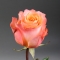 Троянда Корал Ріф - Фото 1