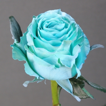 Троянда Бебі Блю (Еквадор фарбована)