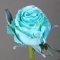 Rose Baby Blue (Ecuador dyed) - Photo 1