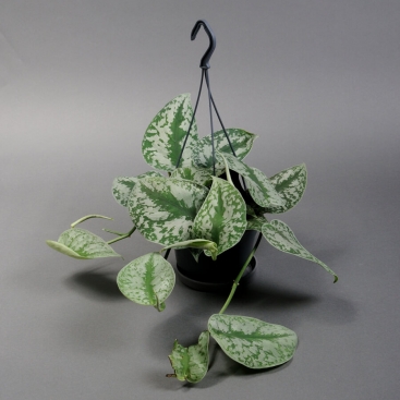 Сциндапсус